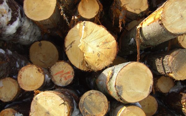 Logs stacked for use in timber frame building