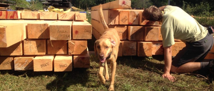 Mike's dog bops around the wood piles