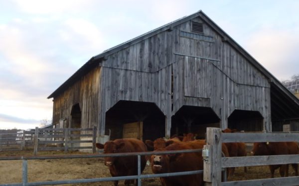 Cows in the pen of a timber frame barn