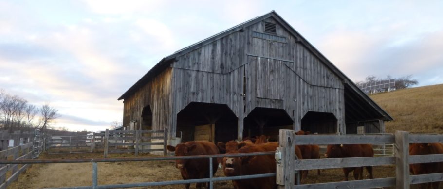Cows in the pen of a timber frame barn