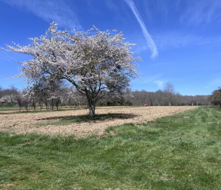 view of the quail hill farm, peconic land trust